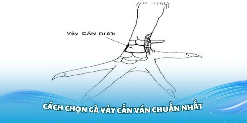 Tìm hiểu cách chọn gà vảy Vấn Cán chuẩn nhất