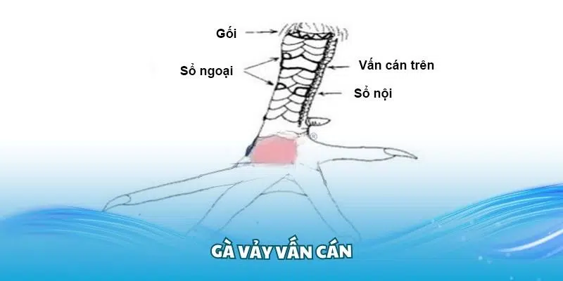 Tổng hợp các kinh nghiệm về xem vảy gà vấn cán cùng VN88