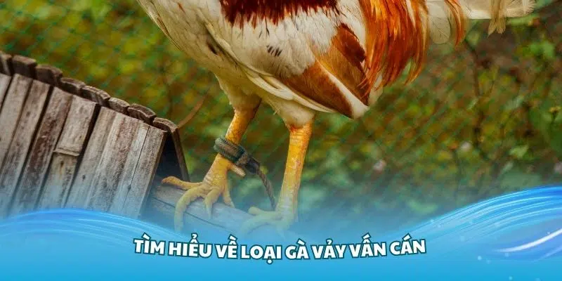 Tìm hiểu về loại gà vảy Vấn Cán